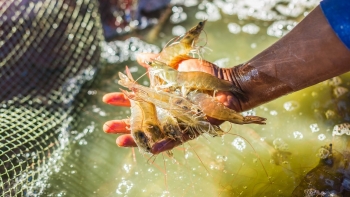Triển vọng xuất khẩu tôm: Ba thách thức cần vượt qua nửa cuối năm 2025