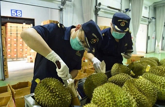 Cán bộ kiểm dịch kiểm tra chất lượng nông sản tại cửa khẩu trước khi xuất khẩu – công đoạn quan trọng nhưng còn nhiều bất cập về thủ tục.