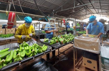 Giải bài toán thủ tục: Giữ thị trường, xây thương hiệu nông sản