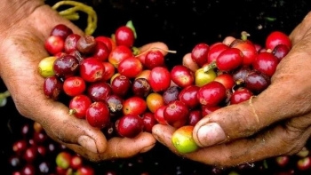 Giá cà phê trong nước neo cao kỷ lục, thị trường nín thở chờ biến số mới