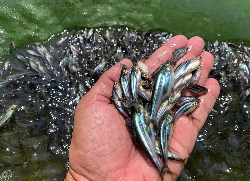 Mô hình nuôi cá tra ứng dụng công nghệ cao – giải pháp nâng năng suất và đáp ứng tiêu chuẩn xuất khẩu bền vững.