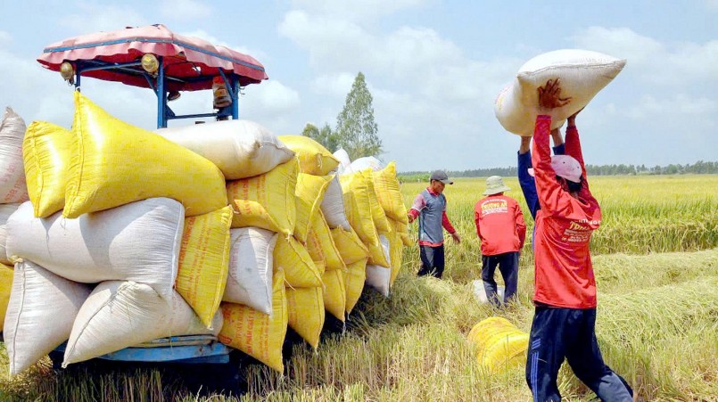 Từ bàn đàm phán đến bàn ăn: Gạo Việt mở rộng “con đường xuất khẩu” Từ bàn đàm phán đến bàn ăn: Gạo Việt mở rộng “con đường xuất khẩu”