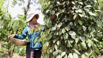 Giá hồ tiêu tăng kỷ lục: Việt Nam có tận dụng được thời cơ?