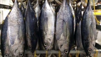 Xuất khẩu cá ngừ giảm tốc: Cảnh báo từ thực tế và chính sách