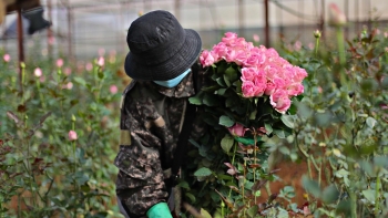 Thầm lặng chinh phục thế giới: Sức sống mới từ những cành hoa, chiếc lá Việt