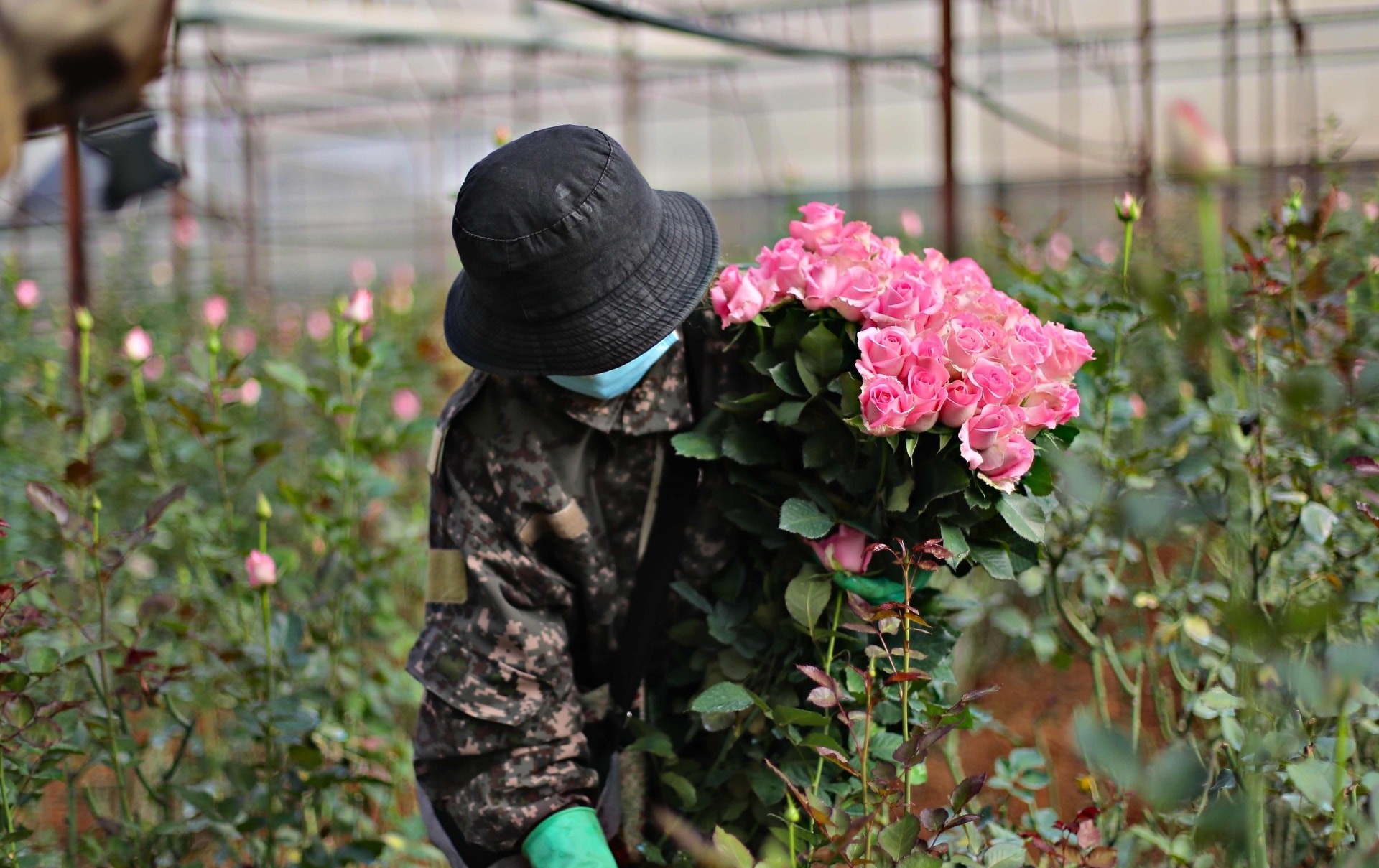 Người dân thu hoạch hoa hồng tại Làng hoa Vạn Thành Người dân thu hoạch hoa hồng tại Làng hoa Vạn Thành