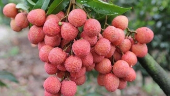 Xuất khẩu vải thiều tháng 6 tăng gấp 3 lần nhờ chất lượng và công nghệ