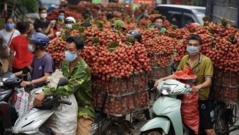 Vải thiều Việt Nam và hành trình chinh phục thị trường toàn cầu