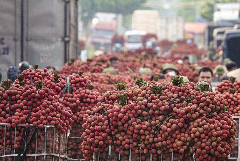 Vải thiều Việt Nam và hành trình chinh phục thị trường toàn cầu