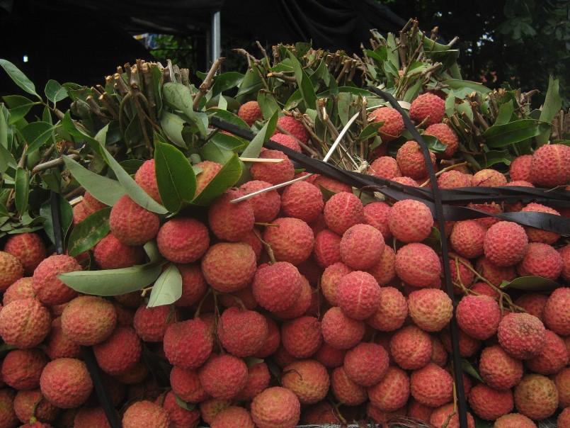 Vải thiều được thu hoạch từ vùng trồng đạt chuẩn, đảm bảo mẫu mã và chất lượng để phục vụ xuất khẩu chính ngạch.