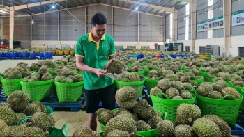 Xuất khẩu sầu riêng khởi sắc mở ra cơ hội cho nông sản Việt