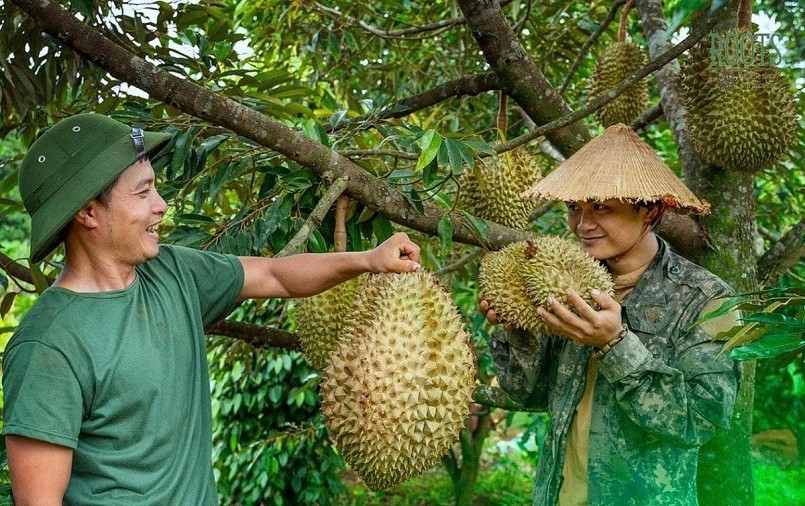 Nông dân chăm sóc và thu hoạch sầu riêng đạt chuẩn, phục vụ cho thị trường xuất khẩu ngày càng đa dạng và giàu tiềm năng.