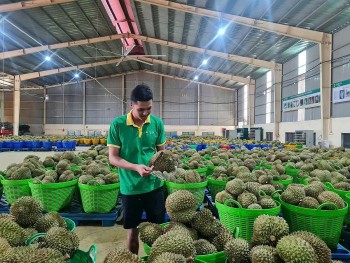 Xuất khẩu sầu riêng khởi sắc mở ra cơ hội cho nông sản Việt