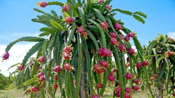 Hồ tiêu, thanh long chờ 'thông quan' vì vướng mắc giữa luật và thông tư