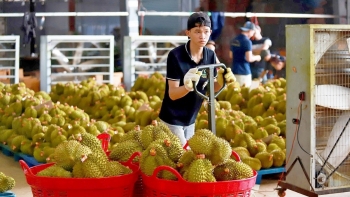 Sắp có tiêu chuẩn riêng cho sầu riêng Việt Nam