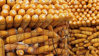 Thị trường ngô đảo chiều: Cơ hội chuyển mình của ngành chăn nuôi