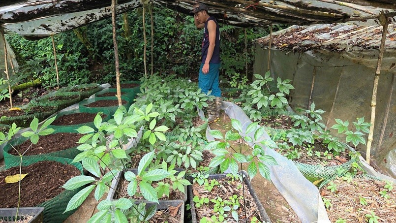 Mô hình trồng sâm theo hướng bền vững cần được tích hợp giải pháp phòng chống thiên tai và bảo vệ chuỗi giá trị dài hạn.