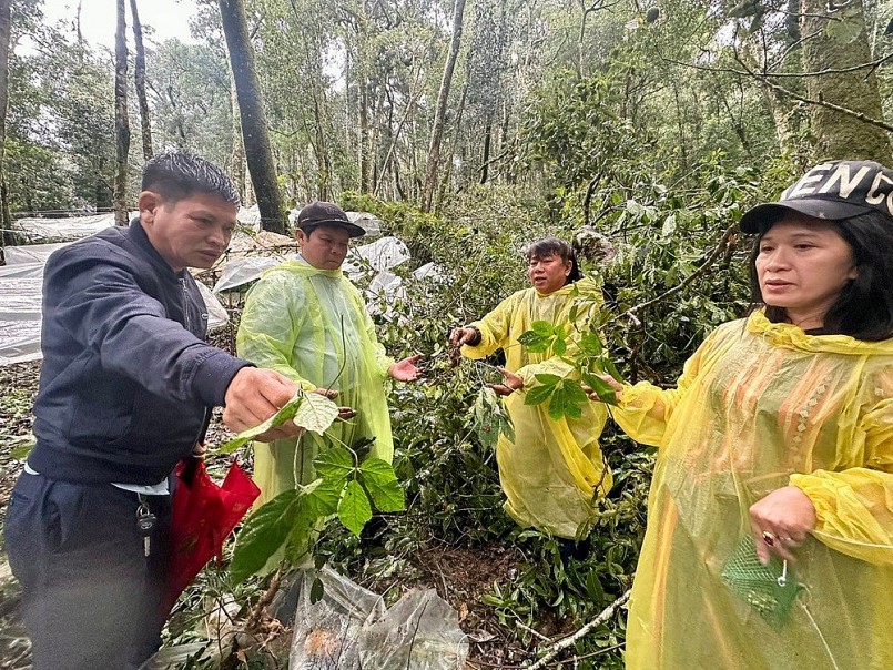 Người trồng sâm kiểm tra thiệt hại sau mưa bão, nhiều gốc sâm bị bật gốc và hư hại nghiêm trọng trong điều kiện canh tác dưới tán rừng.