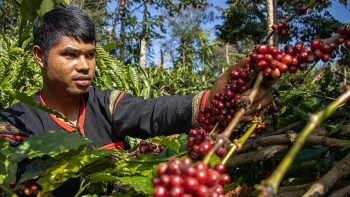 Giá cà phê mất mốc 100.000 đồng/kg sau chuỗi tăng nóng