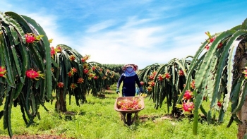 Thanh long xuất khẩu lao dốc, hàng trăm tấn ùn ứ vì vướng thủ tục