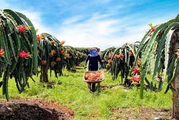 Thanh long xuất khẩu lao dốc, hàng trăm tấn ùn ứ vì vướng thủ tục