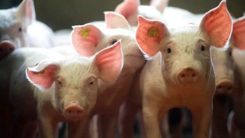 Giá heo hơi nhích nhẹ, ngành chăn nuôi đối mặt thách thức kép