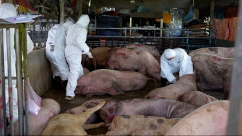 Vắc-xin phòng dịch tả lợn châu Phi: Mấu chốt kiểm soát dịch bệnh từ gốc