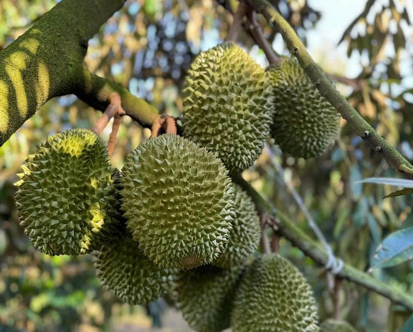 Xuất khẩu sầu riêng gặp khó: Cần siết chuẩn để giữ thị trường