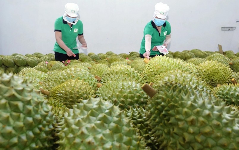 Xuất khẩu sầu riêng gặp khó: Cần siết chuẩn để giữ thị trường