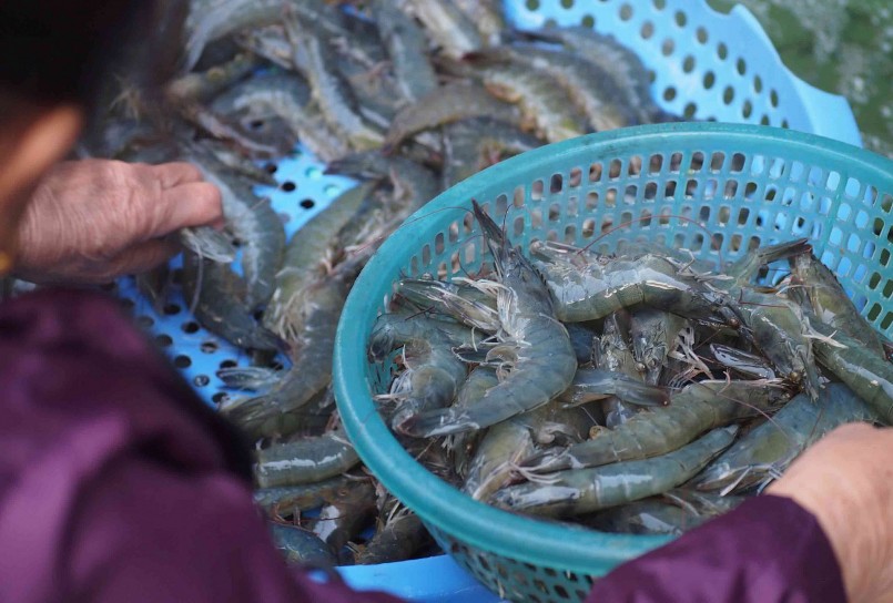 Thủy sản Việt Nam tăng trưởng xuất khẩum nhưng áp lực dồn về sân nhà