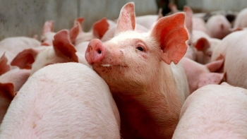 Giá heo hơi biến động trái chiều tại ba miền