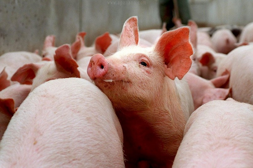 Sau nhịp điều chỉnh sáng nay, heo hơi trên cả nước được mua bán trong khoảng 57.000 - 64.000 đồng/kg. Sau nhịp điều chỉnh sáng nay, heo hơi trên cả nước được mua bán trong khoảng 57.000 - 64.000 đồng/kg.