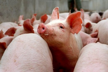Giá heo hơi biến động trái chiều tại ba miền