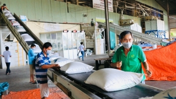 Lệnh tạm ngừng của Philippines: Cảnh báo sớm cho ngành gạo Việt