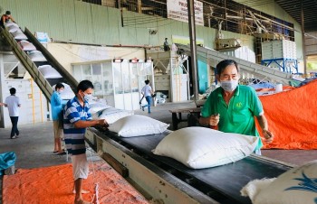 Lệnh tạm ngừng của Philippines: Cảnh báo sớm cho ngành gạo Việt