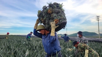 Tư duy "kinh tế nông nghiệp": Chìa khóa vàng khai mở tiềm năng nông sản Bắc Trung bộ