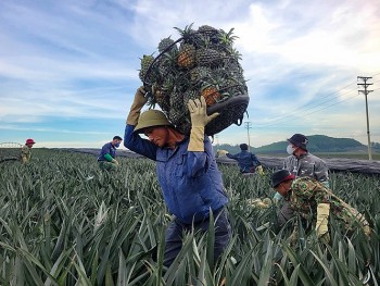 Tư duy "kinh tế nông nghiệp": Chìa khóa vàng khai mở tiềm năng nông sản Bắc Trung bộ