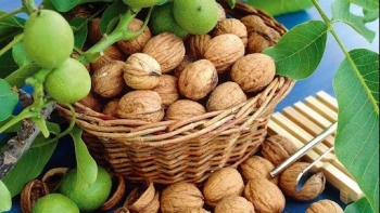 Quả óc chó - “Nhà máy” dinh dưỡng giúp bảo vệ tim mạch, trí não và đường ruột