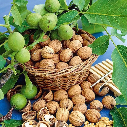 Quả óc chó (tên khoa học: Juglans regia) là một trong những loại hạt cây lâu đời nhất được biết đến.