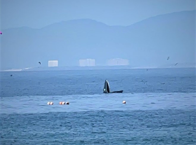 Hình ảnh cá voi xuất hiện ở Hòn Mun được nhân viên Ban quản lý Vịnh Nha Trang ghi lại sáng 7.8. Ảnh: Văn Phú