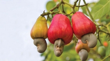 Cơ hội vàng cho sản phẩm thiên nhiên Việt Nam chinh phục thị trường châu Phi