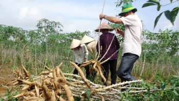 Ngành sắn trước thời cơ vàng để bứt phá bền vững