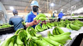 Thị trường Nhật Bản – bài kiểm tra bản lĩnh thương hiệu chuối Việt