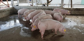 Giá heo hơi tiếp tục giảm nhẹ tại miền Bắc