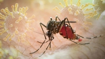 Bệnh Chikungunya có đáng lo?