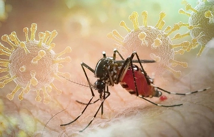 Nhận diện và phòng bệnh Chikungunya