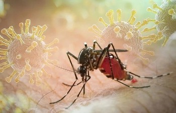 Bệnh Chikungunya có đáng lo?