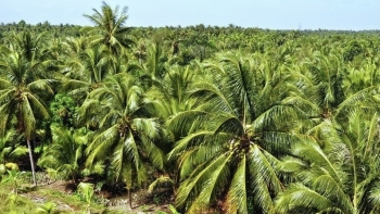 Nâng tầm thương hiệu dừa Vĩnh Long bằng chuỗi giá trị hữu cơ bền vững