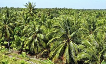 Nâng tầm thương hiệu dừa Vĩnh Long bằng chuỗi giá trị hữu cơ bền vững