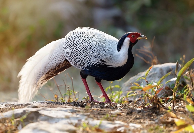 Gà lôi trắng Việt Nam – Bảo tồn vẻ đẹp rừng xanh quý giá